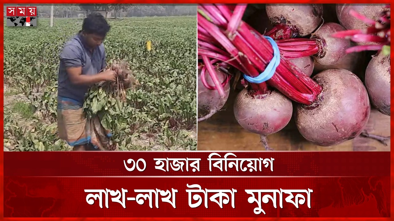 আলু-তরমুজে লোকসান, একই জমিতে বিটরুট ফলিয়ে বাজিমাত | Beetroot | Super Food | Somoy TV