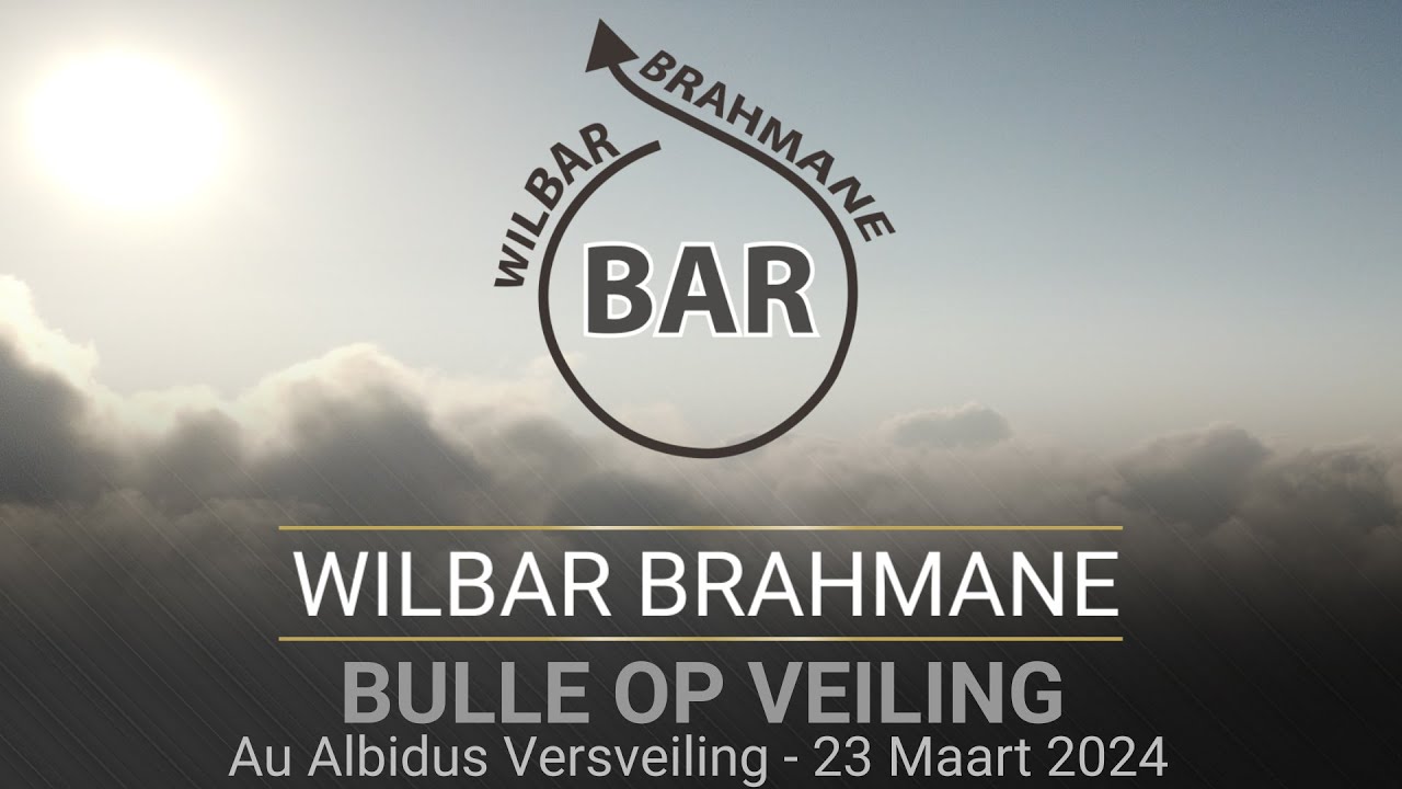 Wilbar Brahmane (Bulle op veiling) - 23 Maart 2024