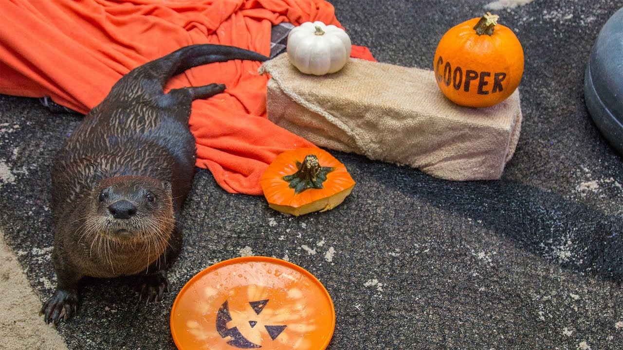 Rescued Otters, Walle & Cooper, Play With Pumpkins