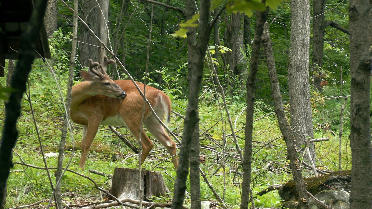 Young Buck in Velvet #Canon Vixia HF G70 Video Camera 4k #Nature #wildlife #video  #canon