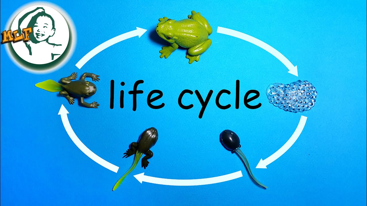 Learn frog life cycle for kids with safari ltd life cycle of a frog toy |  カエルのライフサイクル |