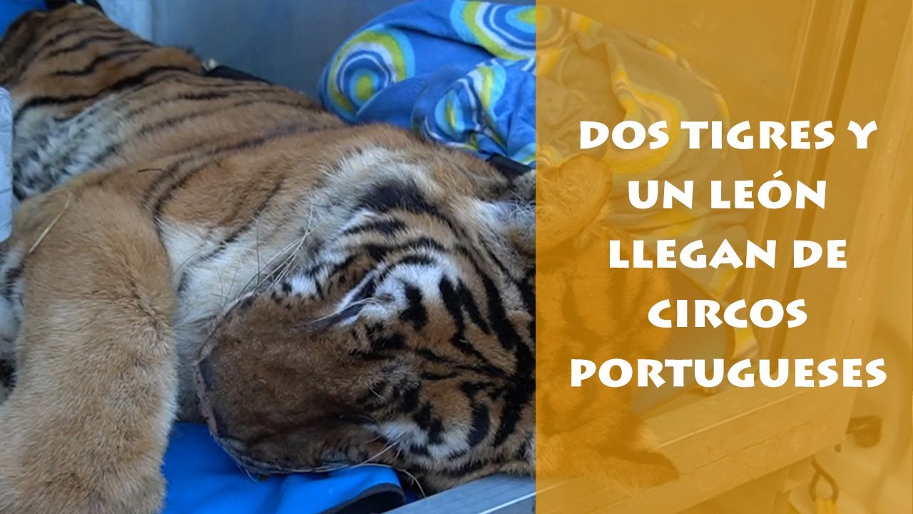 Los últimos animales cedidos por circos portugueses llegan a AAP Primadomus