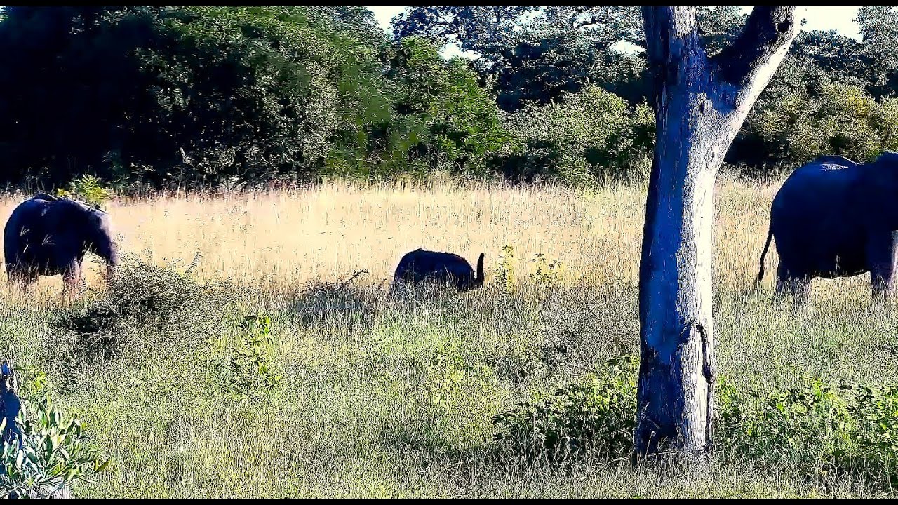 Tiny Baby Elephant with family at Djuma Cam 2/7/26
