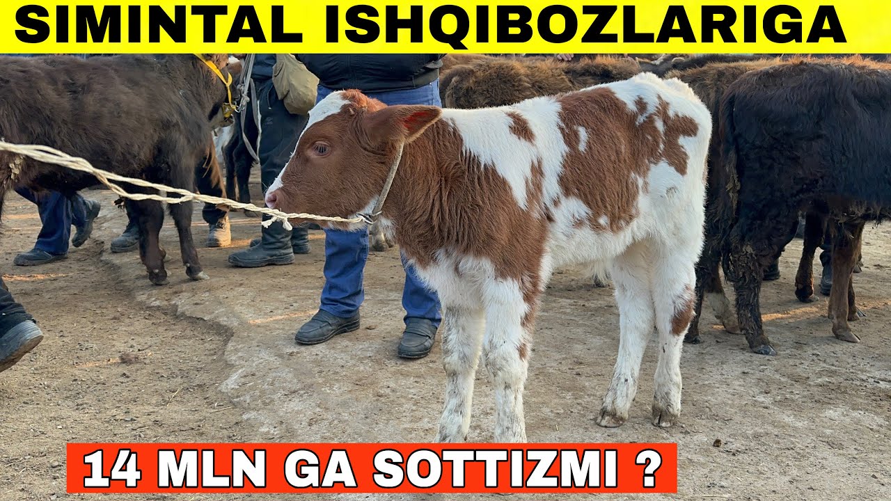 Narxlar Oladigon Boldi.Sotadigonmas Bozor Dimlandi Tergachi Yosh va Boqma Buqa Narxlar