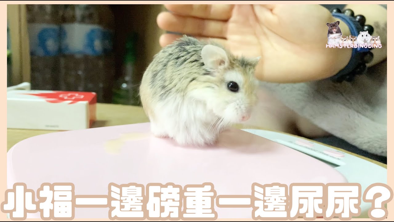 Hamsterdingding．老公公鼠一邊磅重，一邊尿尿？．倉鼠．小露寶．小路寶．老公公鼠 [小福Siu Fook]