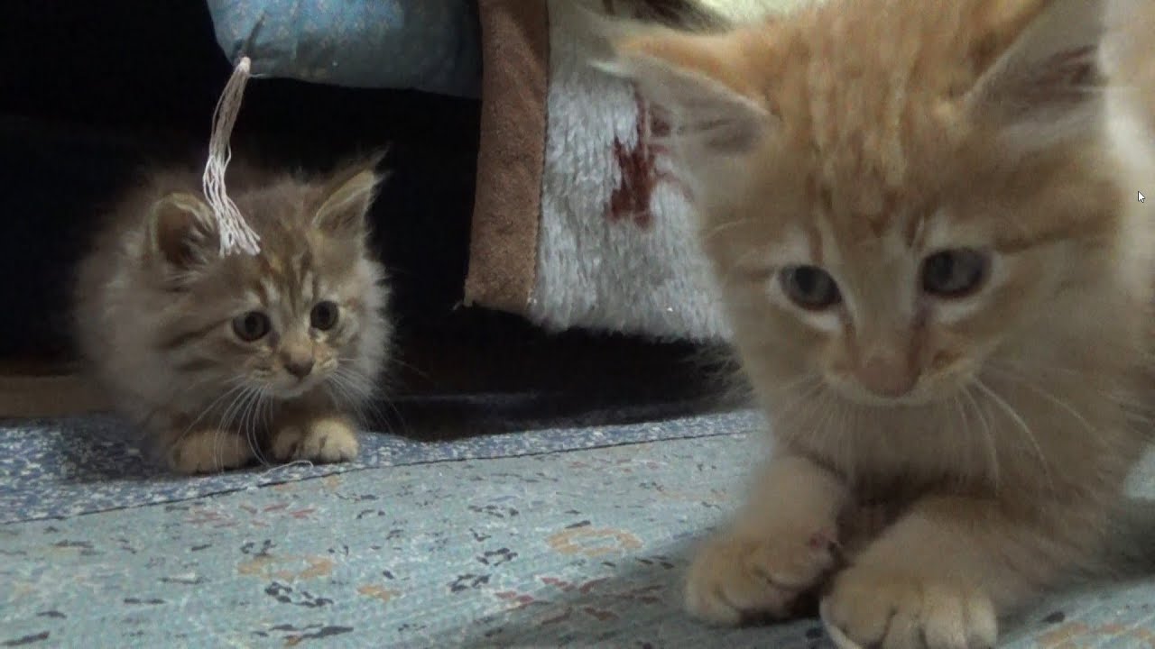 子猫たちが先住猫と初対面したら・・