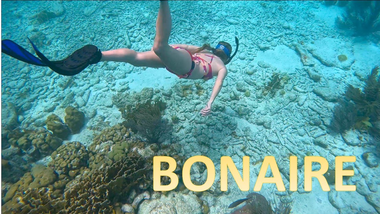Bonaire DELFINS BEACH RESORT studio room, land sailing & our favorite places to eat!