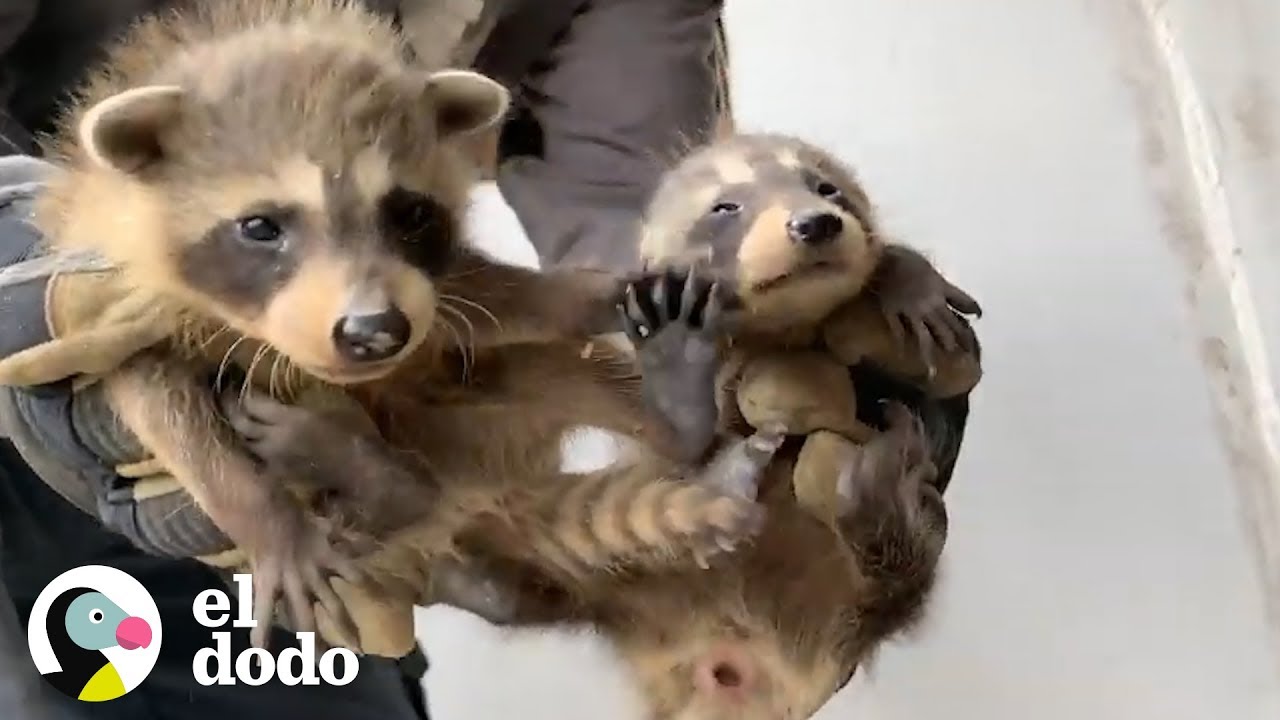 Beb&eacute;s mapaches adorables quedan estancados tras una pared | El Dodo