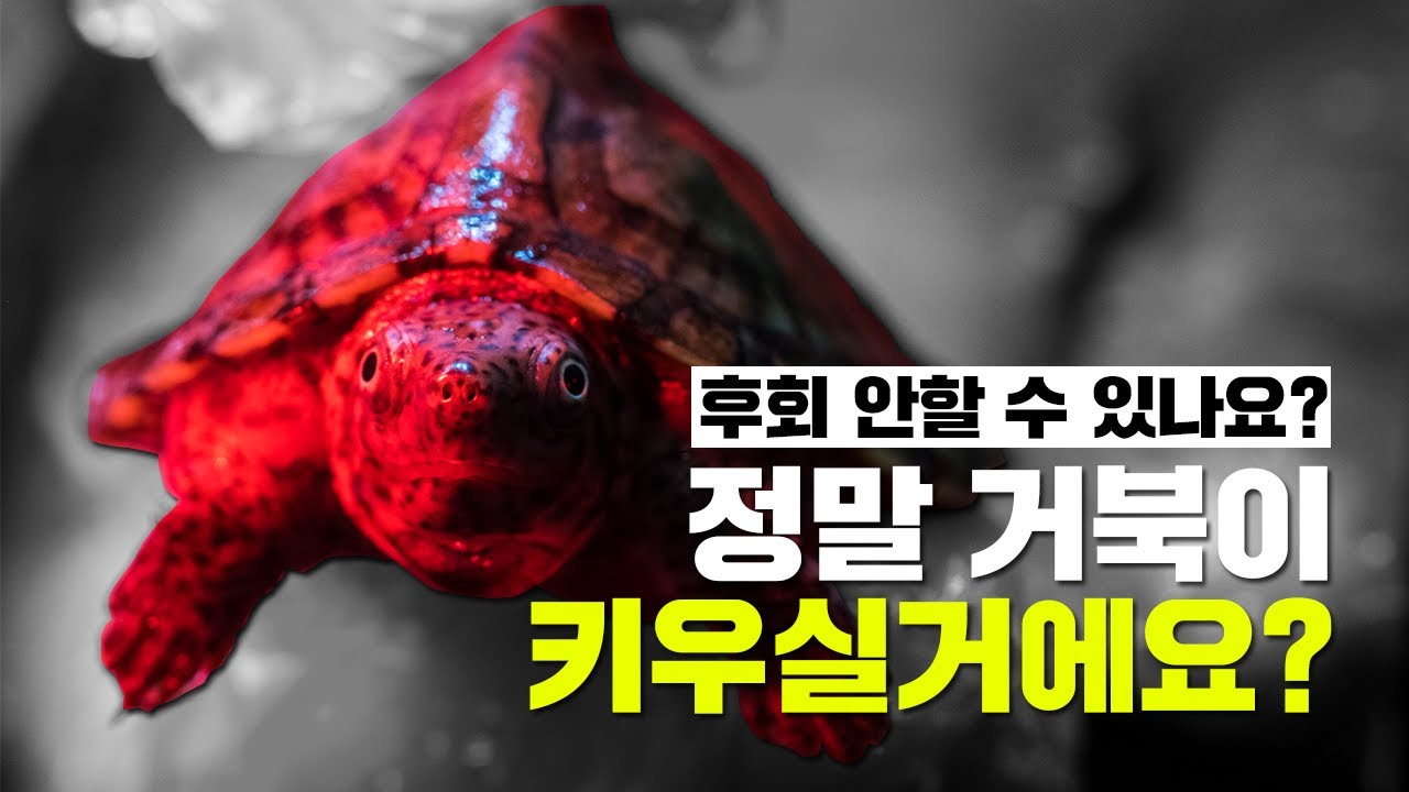 거북이 키우기 전에 꼭 봐주세요.(with. 반수생 거북이)