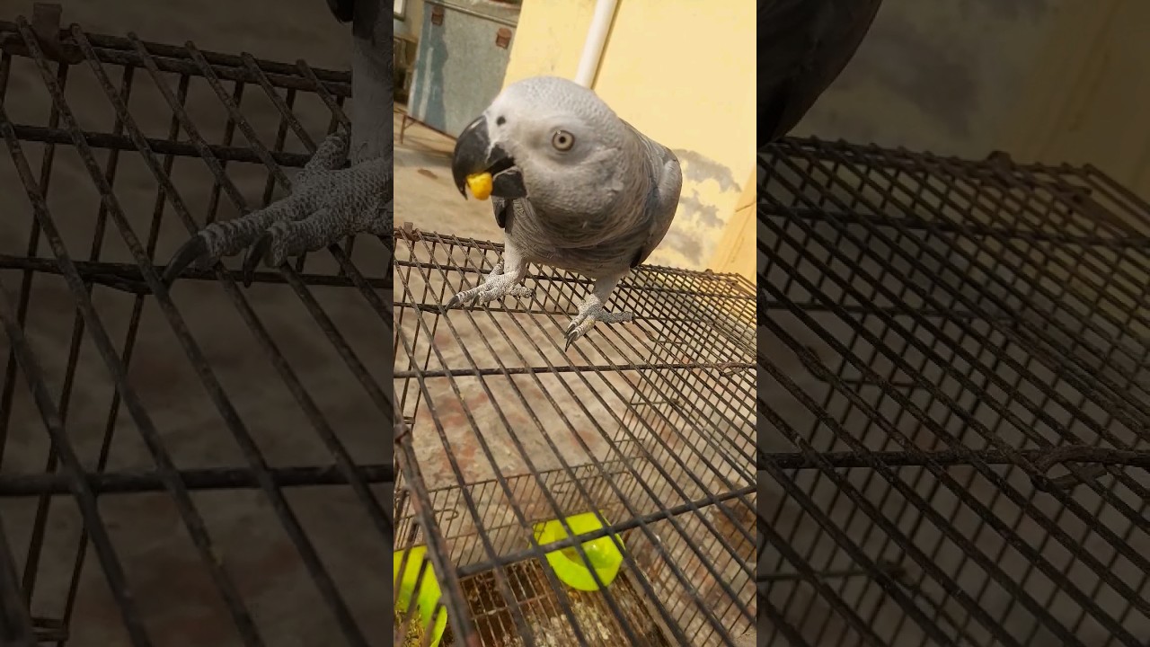 My talking African Grey Parrot eating pellets for the first time#parrot#talkingbirds short