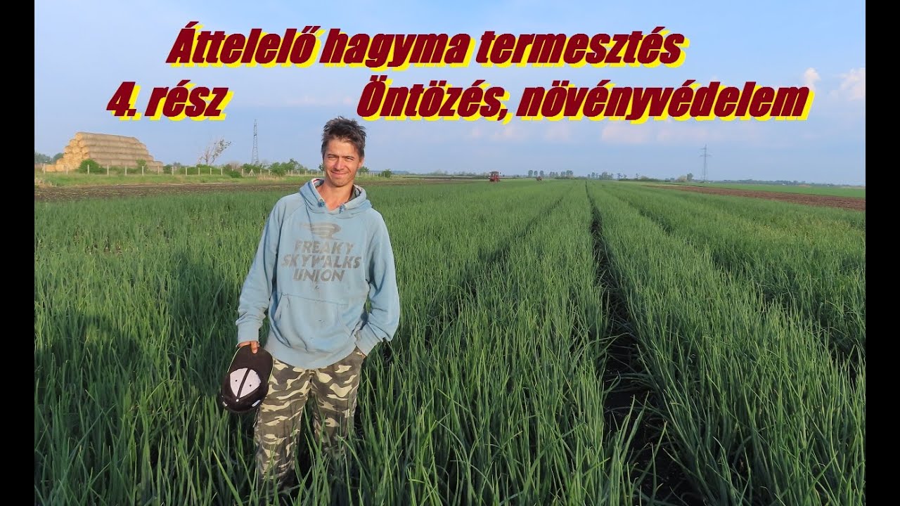 Áttelelő hagyma termesztés 4. rész - Öntözés, növényvédelem
