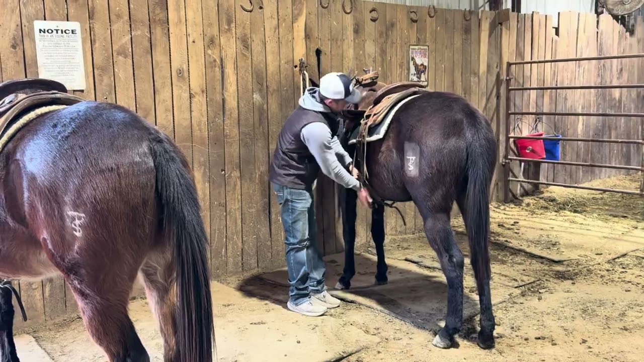 Kizzy 4 year old black Molly mule 