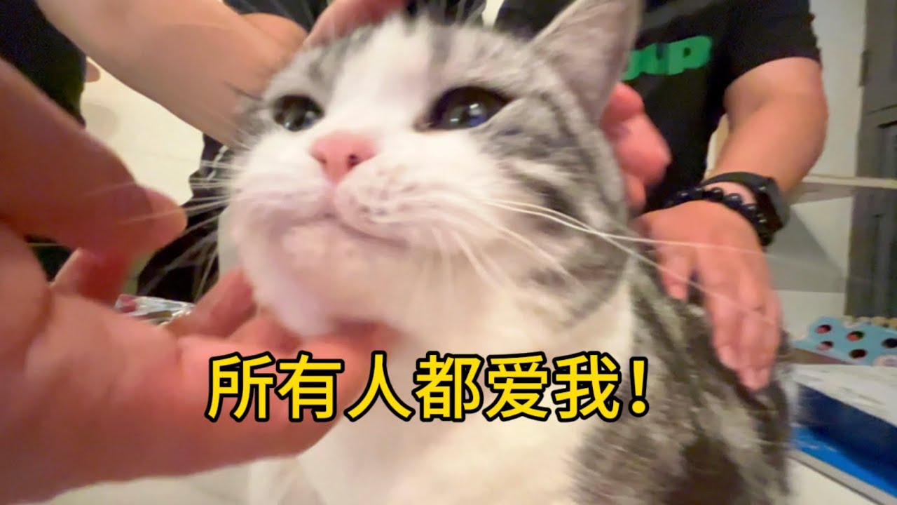 正中下懷！人癮大的社牛小貓可算是被群手亂摸了！