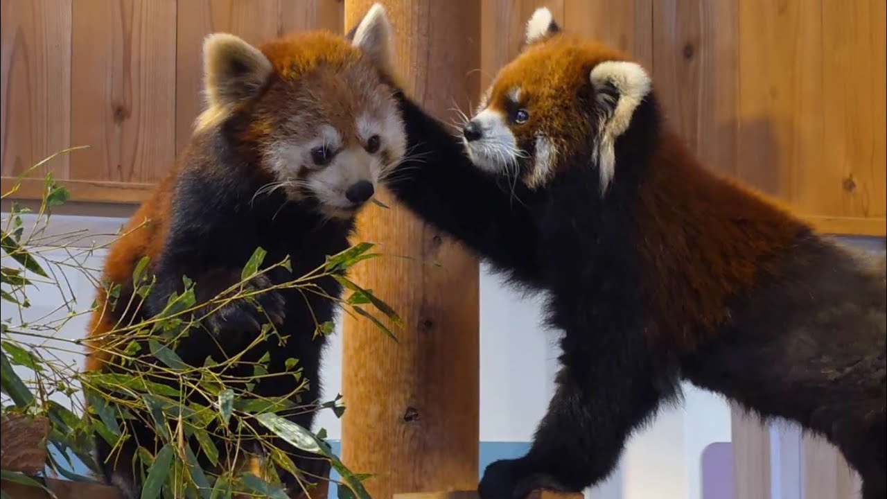 【2025年　西山動物園レッサーパンダ　最後の動画】～Nishiyama Zoo red pandas～