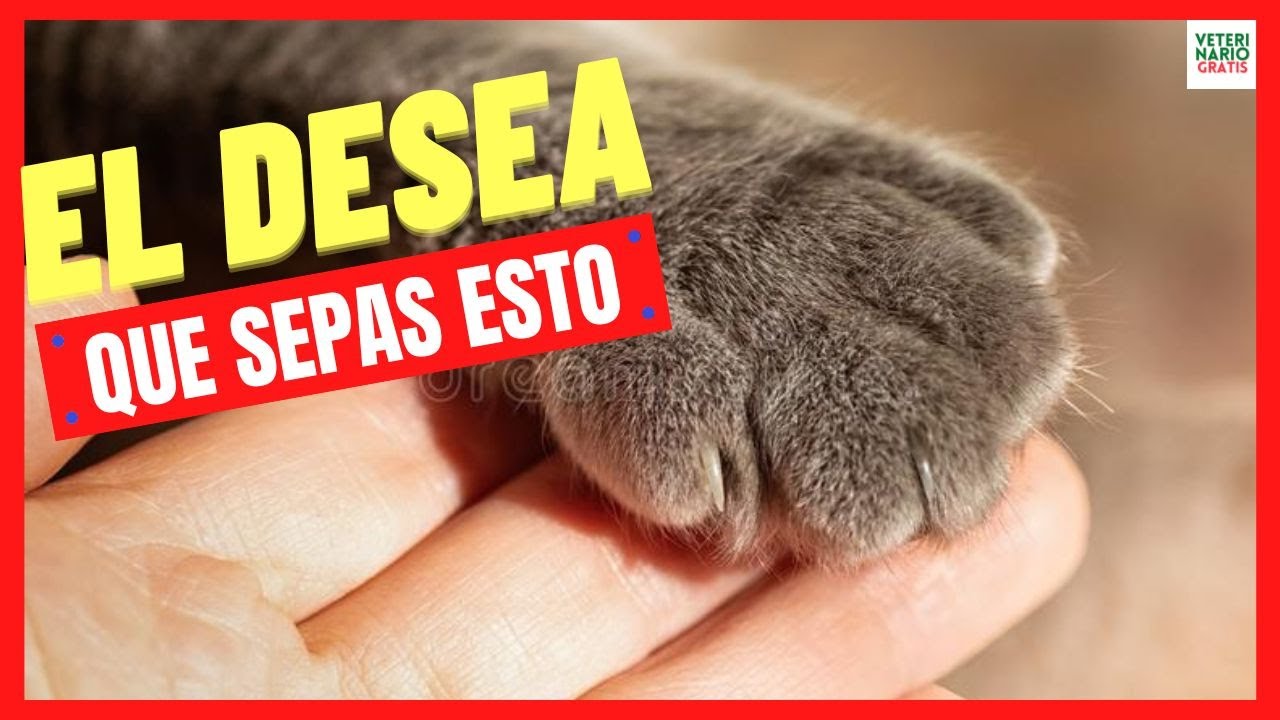 13 COSAS QUE TU GATO DESEA QUE SEPAS DE VERDAD 💝 COSAS DE GATOS QUE TE SORPRENDERÁN
