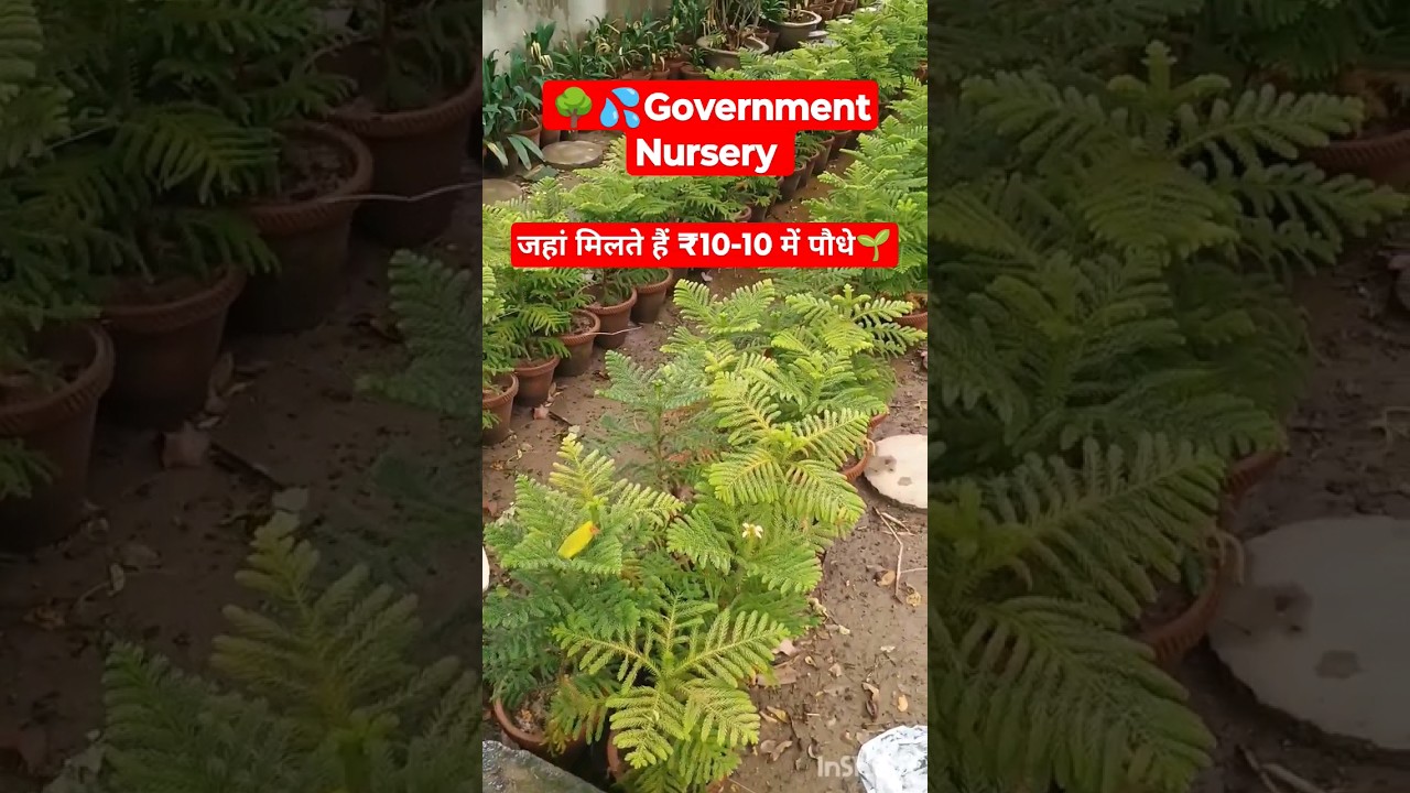 🌳Government Nursery🌿यहां मिलते हैं ₹10-10 में पौधे ☘️#trending #gardening #viral #yt #shorts #short