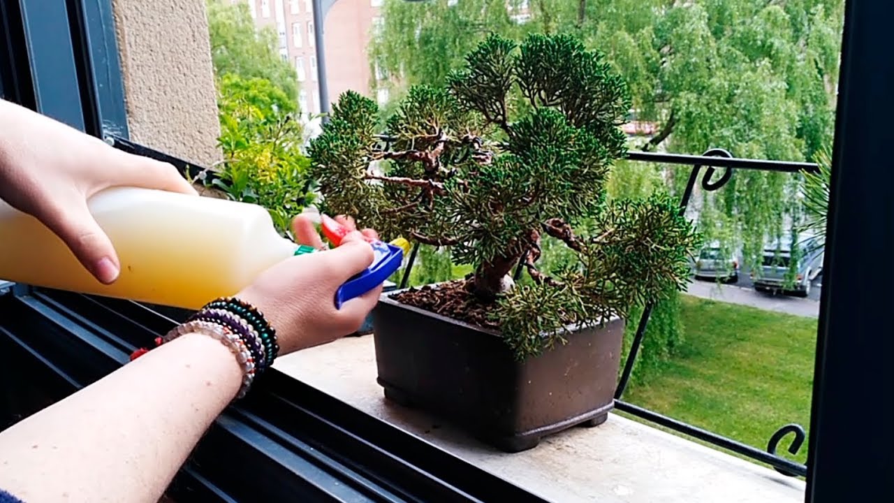 Insecticida casero para bonsais ¡Di adios a las plagas!