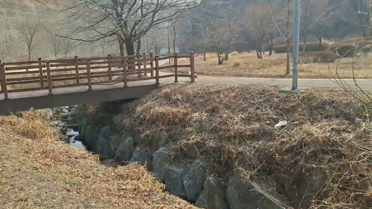 아무도 없는공간에 강아지 풀어줬더니  지 맘대로 산으로 뛰어 올라가고  말 안듣는 🐶  강아지 🐶 산책영상 