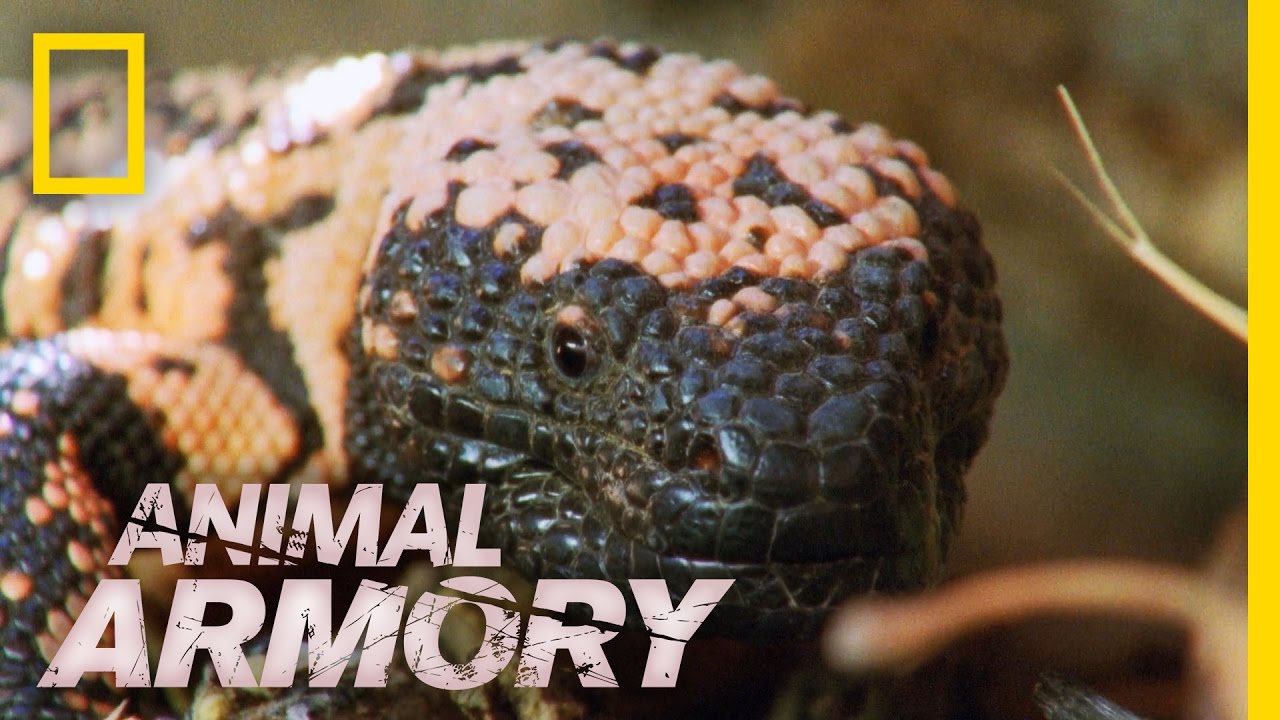 Monster Bites | Animal Armory