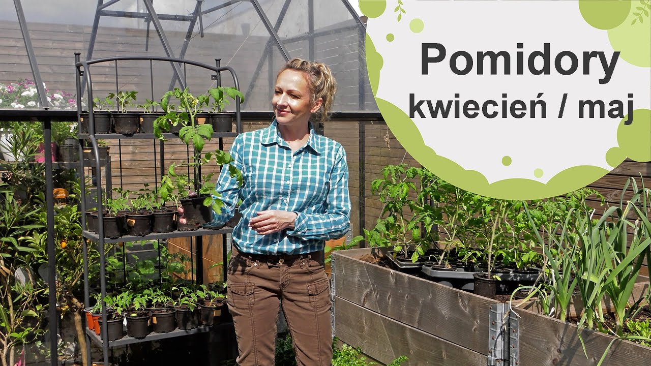 Pomidory na przełomie kwietnia i maja. Sadzenie i pielęgnacja rozsad.