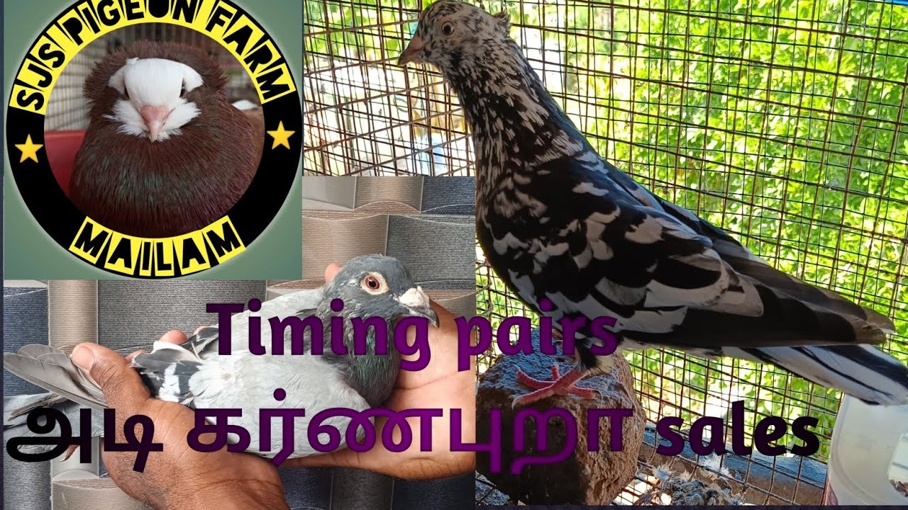 BEST Timing pairs கர்ணபுறா sales🕊️😍🚫 MENTIONED WITH RATE AND TIMING frds 👍don't miss it.#diamondpets