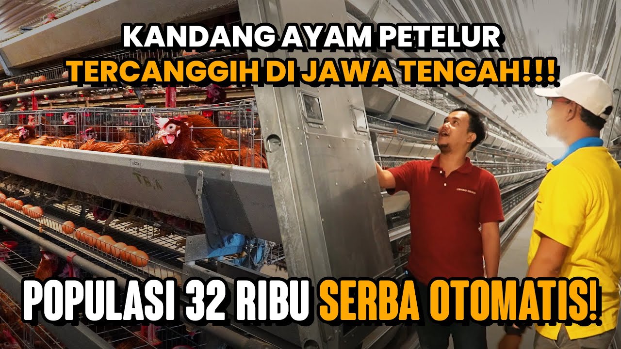 AYAM PETELUR POPULASI 32.000 SERBA OTOMATIS, CUMA BUTUH 3 ABK !!! | Tandang ke Kandang Eps 1