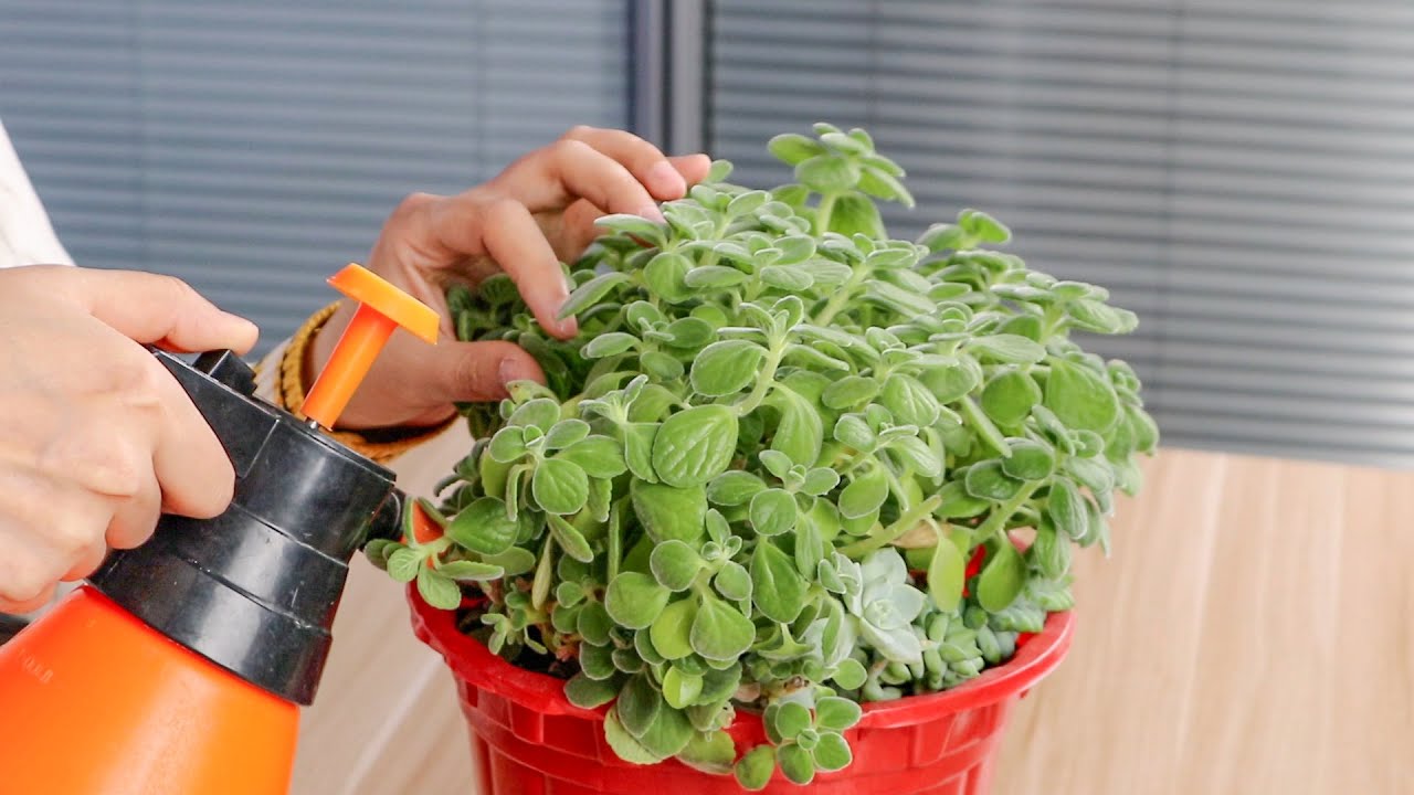 碰碰香種植系列[3]：碰碰香如何浇水？