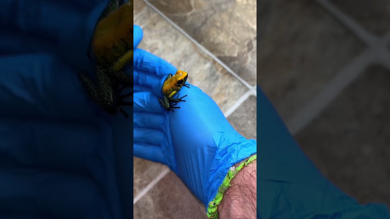 Check out these AMAZING NEW Dart Frogs I UNBOXED!!! #frog #frogs #reptiles