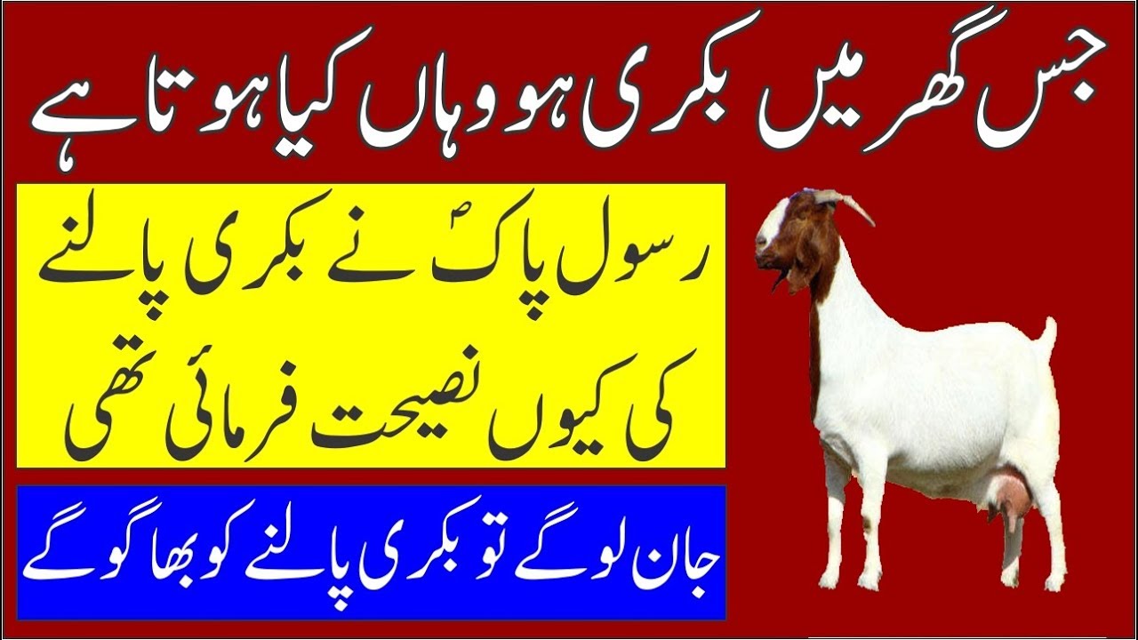 Bakri K Mutaliq Rasool Pak PBUH Ka Farman II Jis Gher Main Bakri Ho Wahan Kya Hota Hai