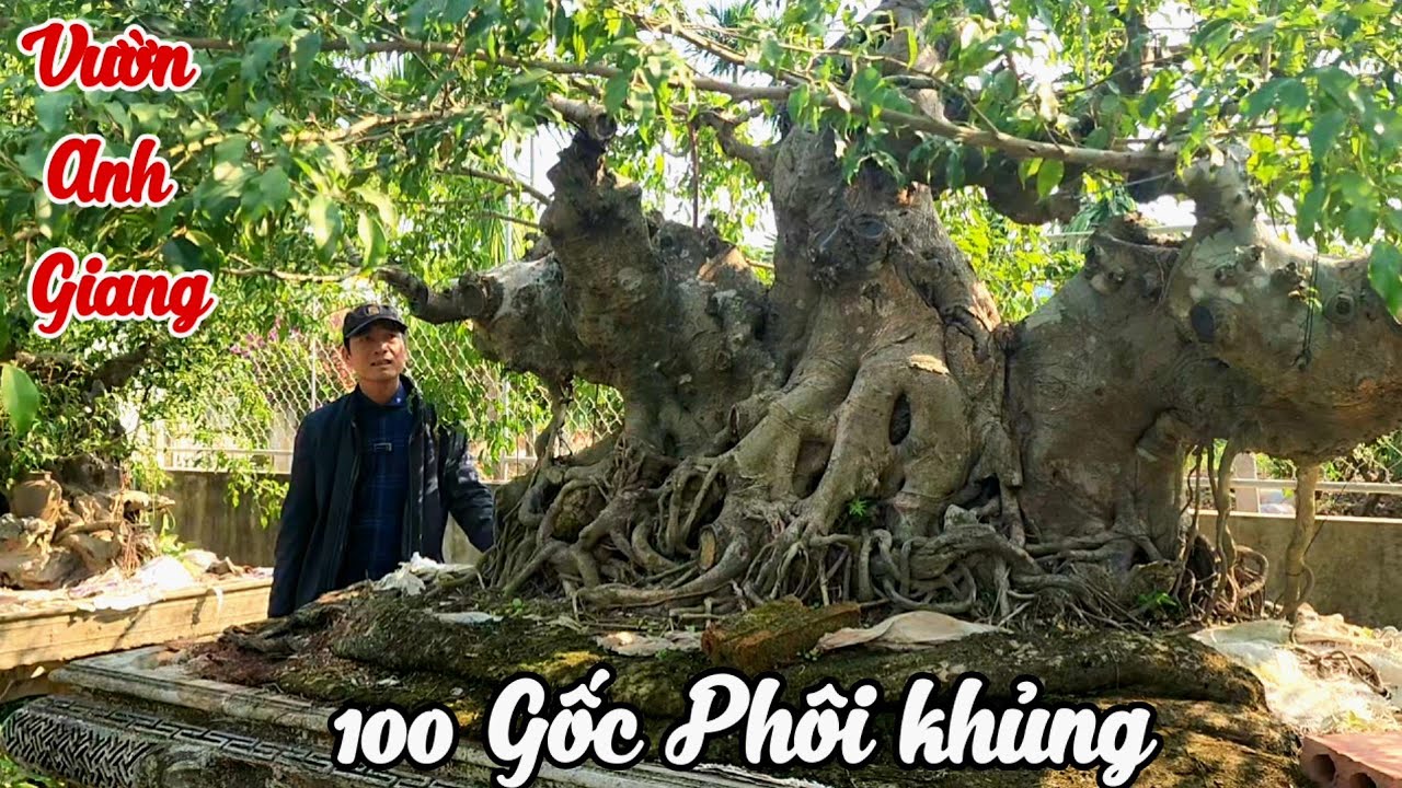 Vườn cây phôi hàng trăm gốc tiềm năng của anh Giang xã Hải Quang Ninh Bình 