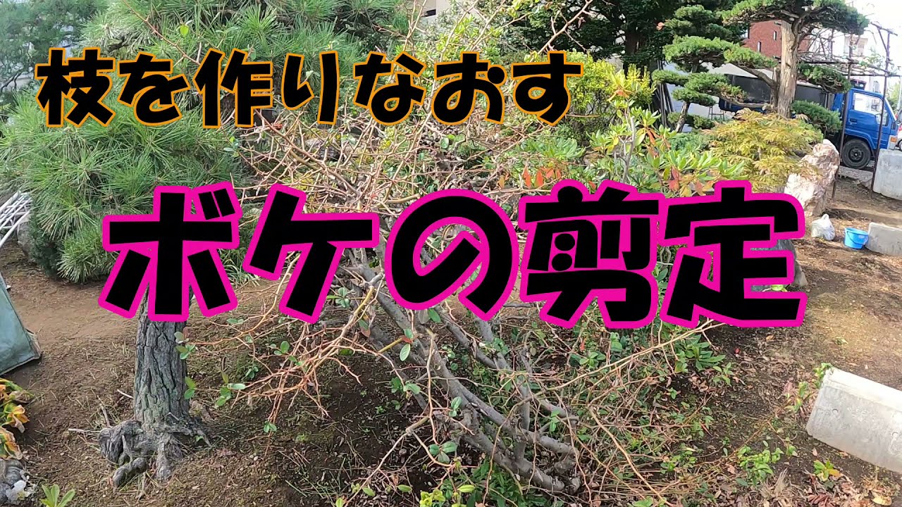 【ボケの剪定 パート1】１番かんたんな剪定方法で作業してみた