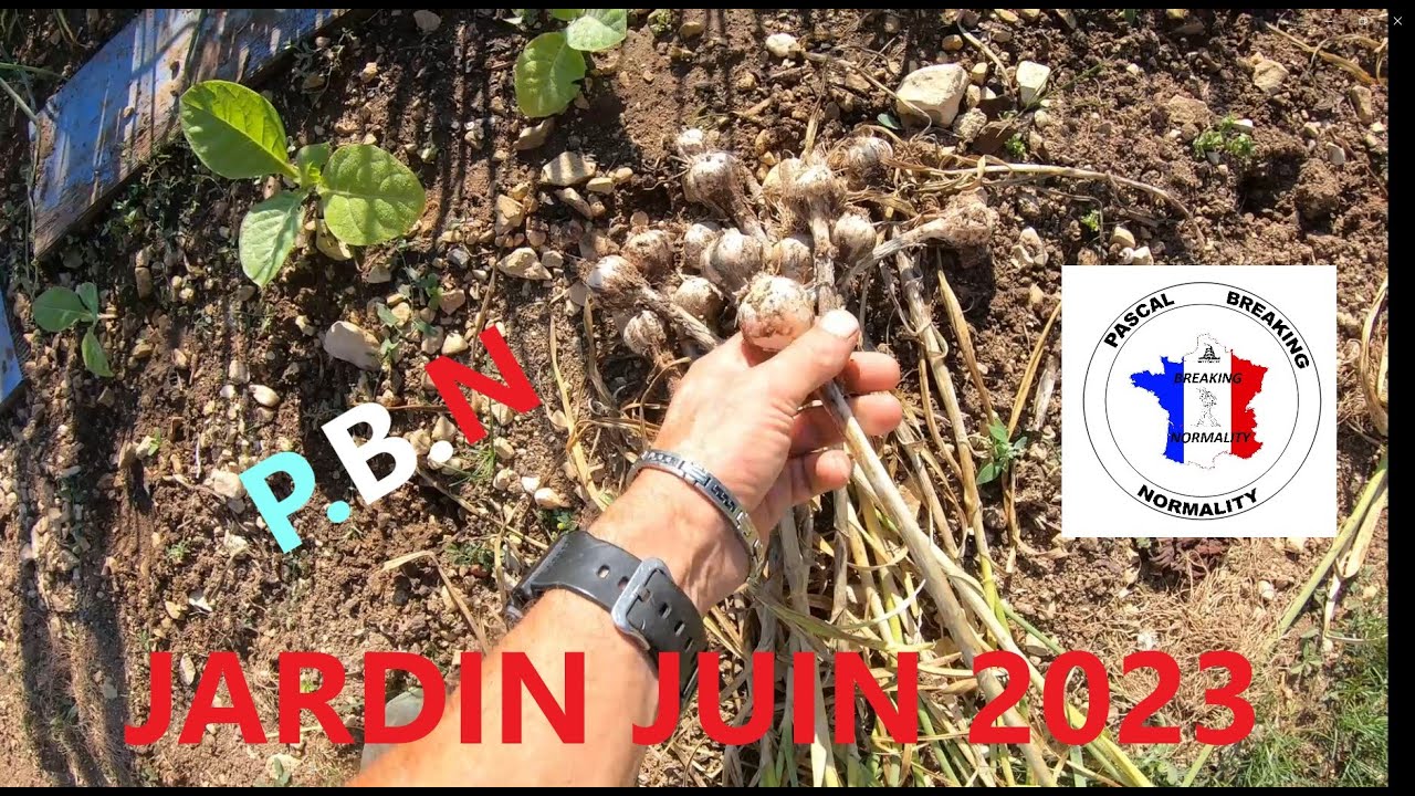 Jardin  juin 2023