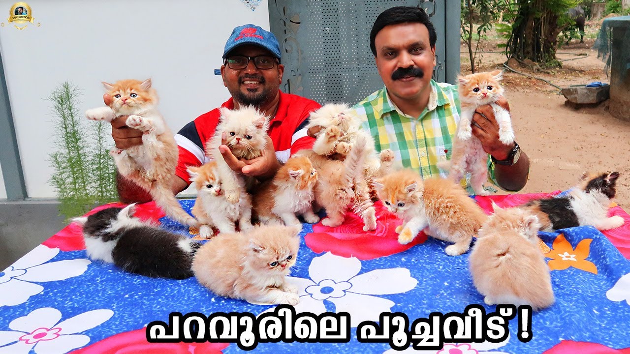 🐨പേർഷ്യൻ പൂച്ചകൾക്ക് മാത്രമായി ഒരു വീടൊരുക്കി യൂനിസ് ഇക്ക !| Persian Cats | Persian cat malayalam