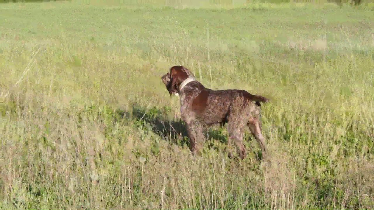 Spinoni sulle starne di marzo. Lampo di 11 mesi con suo padre a Merlino.