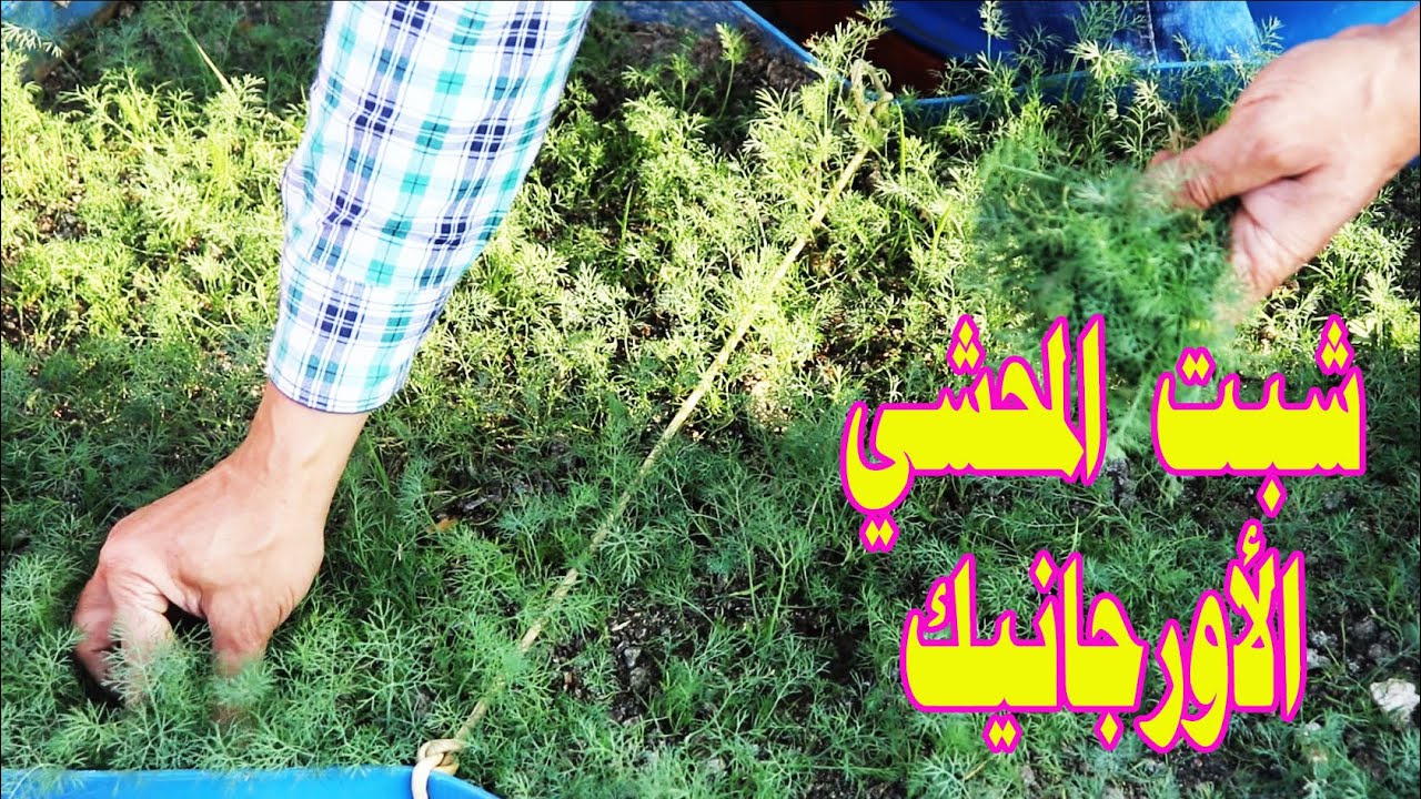 بدون تسميد زراعة الشبت في البيت من البذرة حتي الحصاد