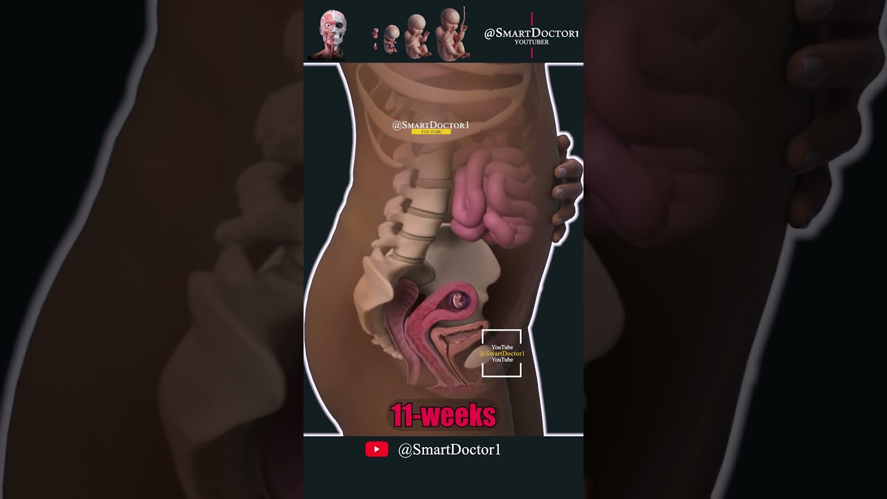 17 секунд изумления: станьте свидетелем невероятного развития плода в утробе матери. 💞