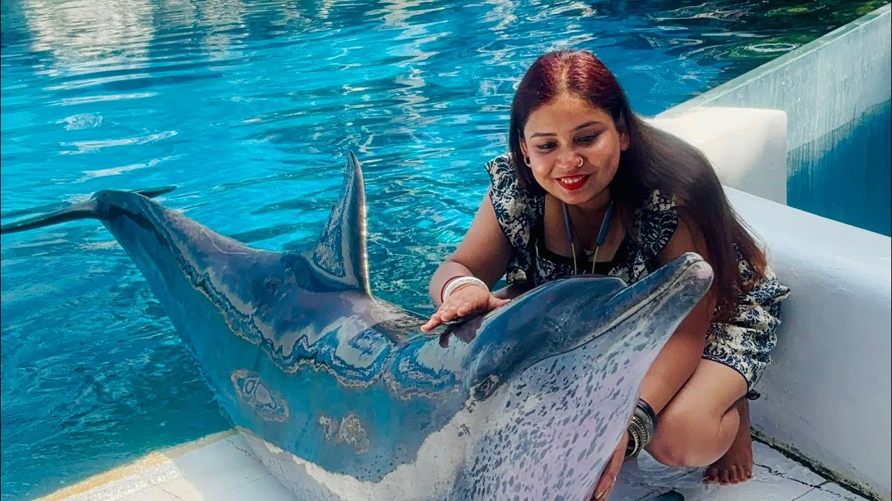 Amazing Dolphin Show in Bangkok 🐬 | Full Live Performance | Thailand Safari World