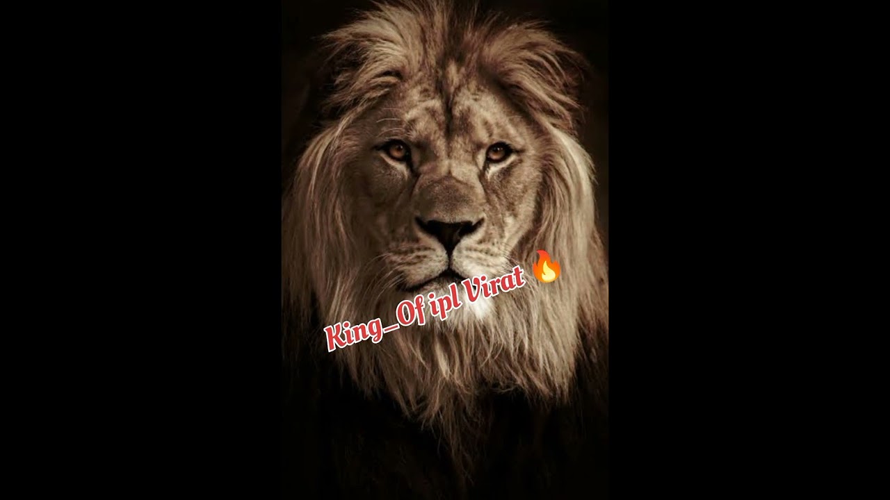 #king virat kohli king of ipl forever📈🥶#cricket #rcbians #ipl