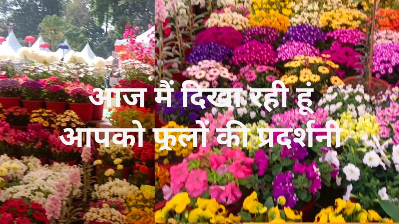 आज मैं आपको दिखा रही हूं फूलों के प्रदर्शन