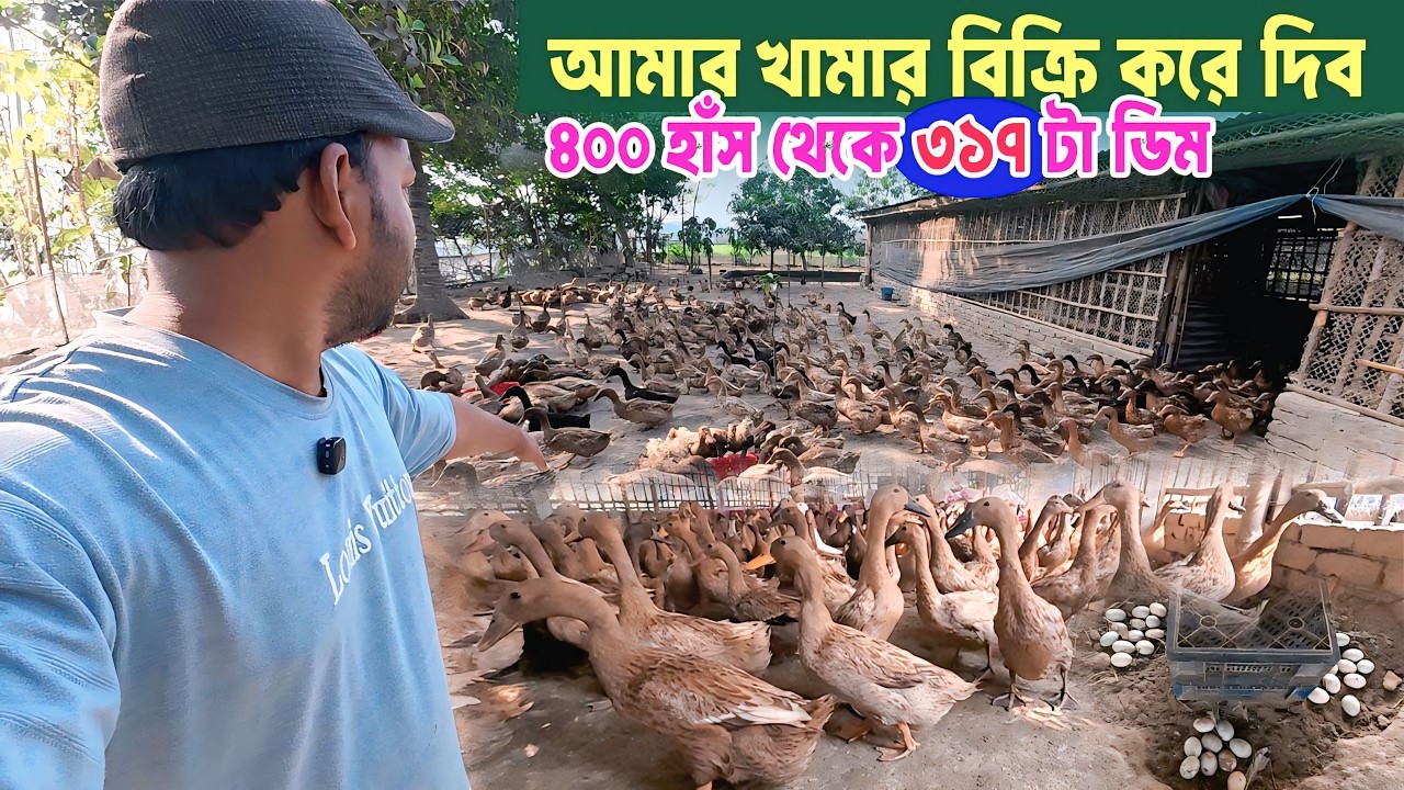 ৩৯৫ হাঁস থেকে ৩১৭ টা ডিম । আলহামদুলিল্লাহ ৮০% ডিম