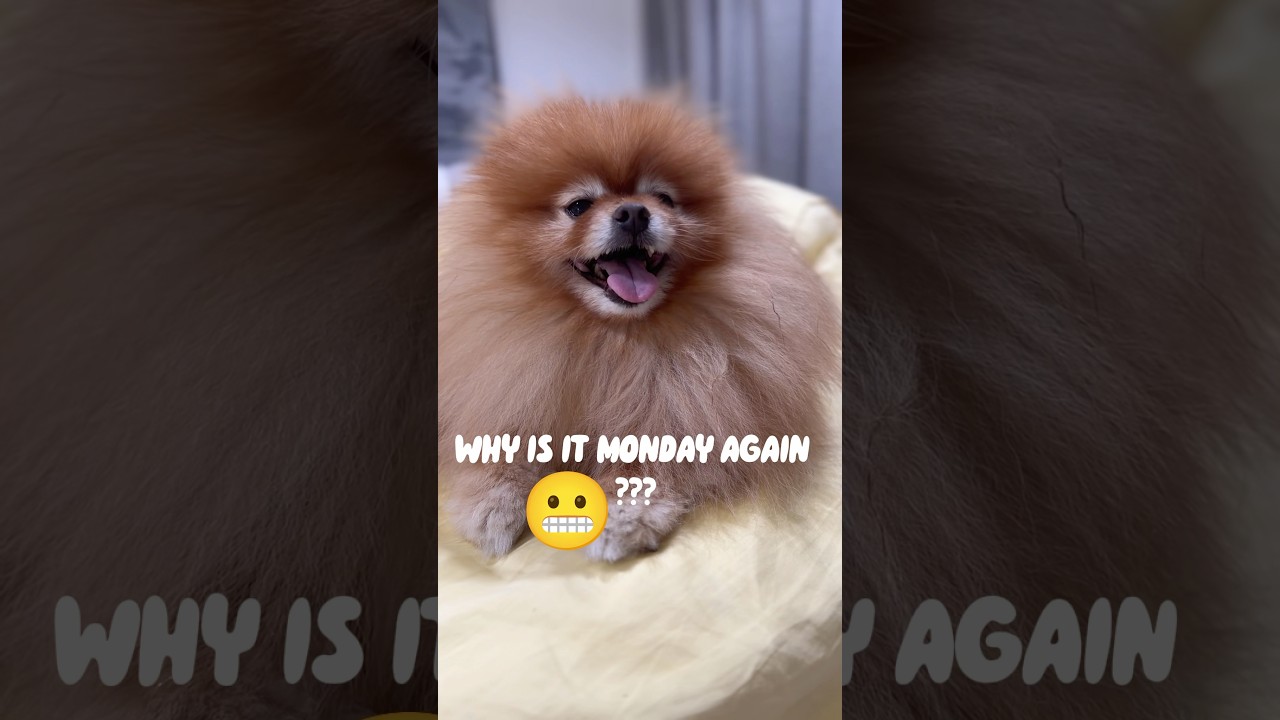 Why is it Monday AGAIN? #dogshorts #cutedog