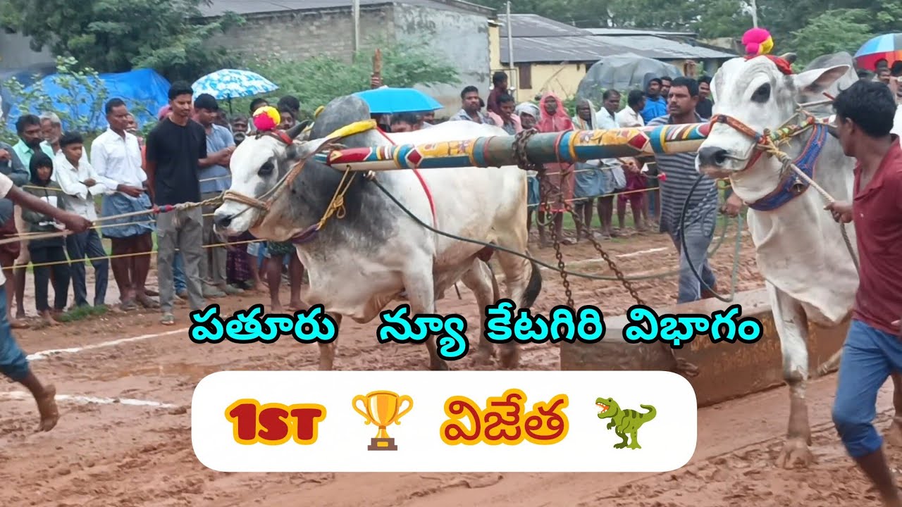 🏆🦖1st విజేత అక్షరారెడ్డీ గారి జత, రాయవరం, పతురు న్యూ కేటగిరి విభాగం.✨