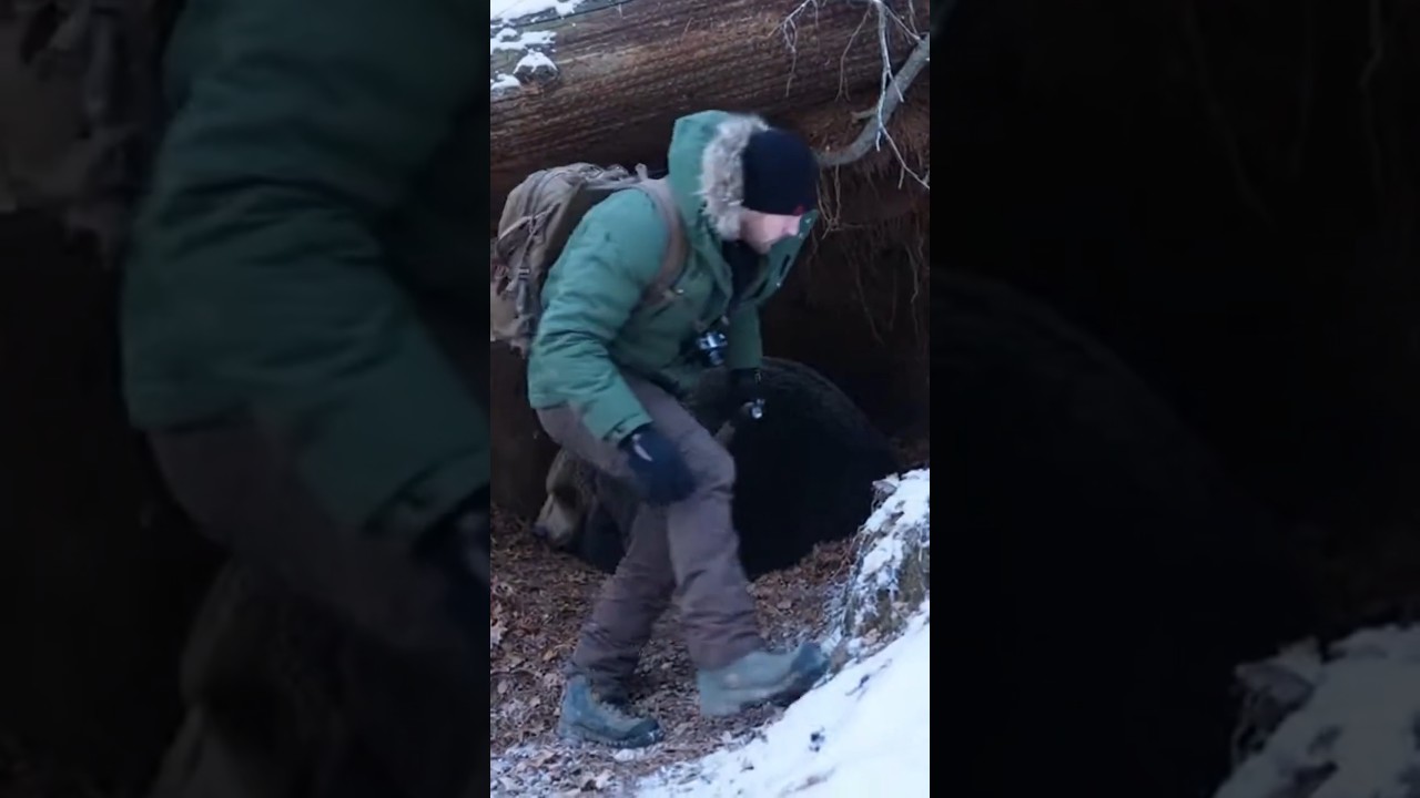climbed into the bear's den