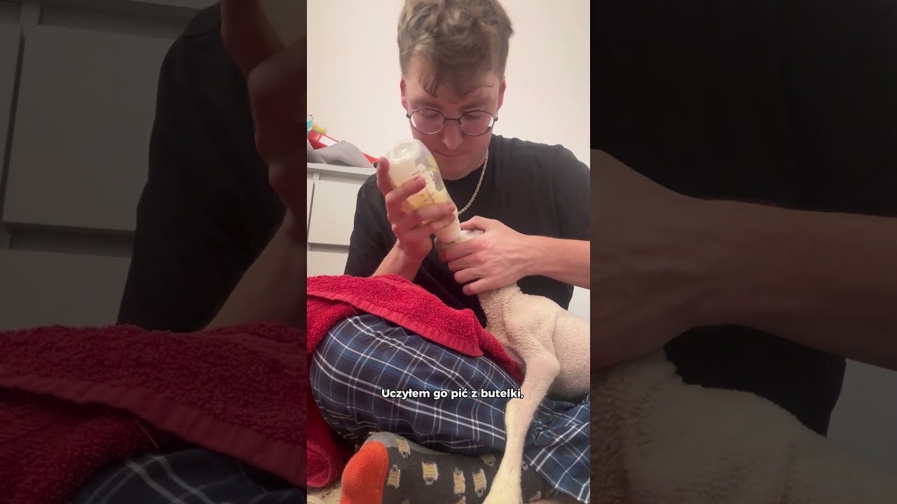 Próbuje uratować małego, słabego baranka 😢 Trzymajcie kciuki! 🥹