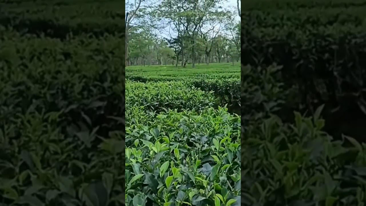 Doomni tea estate, baksa district💚 #shorts #baksa #teaestates #assam #northeast #newvloger #tealover