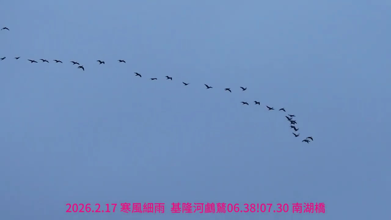 2026.2月17日 大年初一 陰雨  基隆河鸕鶿