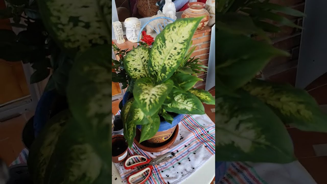 ESPERANDO LA PRIMAVERA COCINITAS Y MAS 
