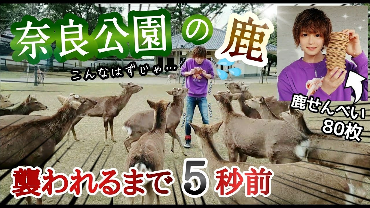 奈良公園の鹿に“鹿せんべい”を配りまくった結果、酸欠で撮影続行不可能www　Handed out rice crackers to deers in Nara Park.