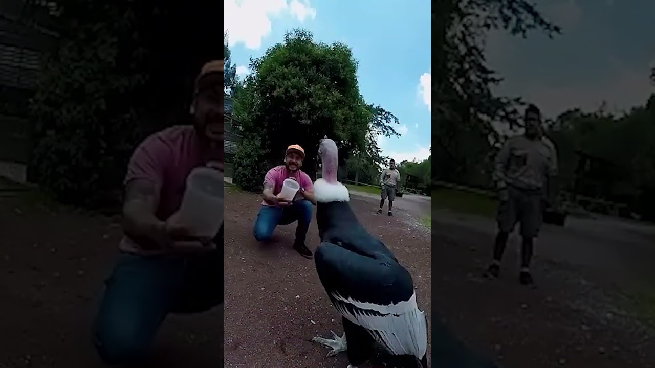 🦅 la LONGEVIDAD del AVE voladora + GRANDE del 🌍 