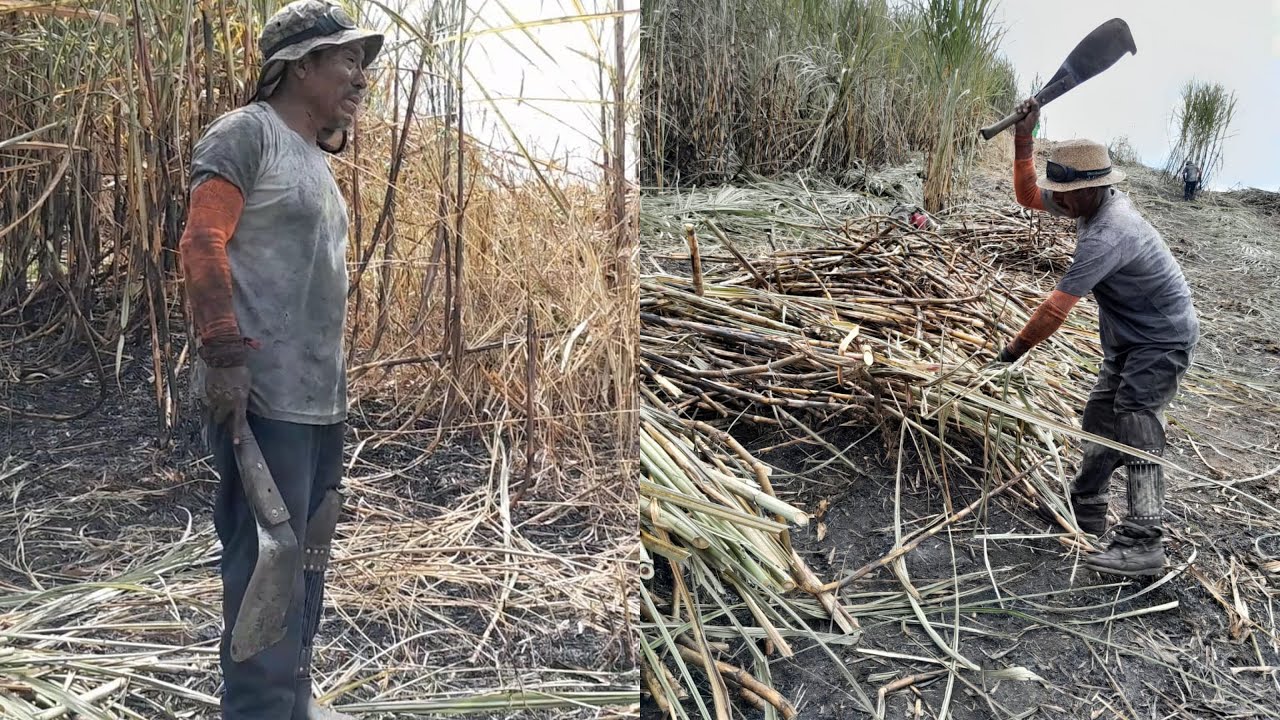 🚨CORTADORES DE CAÑA son EXPLOTADOS | la TRISTE REALIDAD DE GUATEMALA 🇬🇹😭